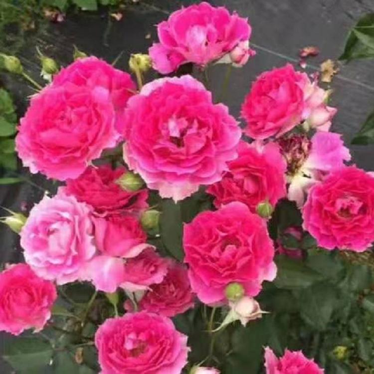 香水大花月季基地  观赏月季批发  状花月季价格