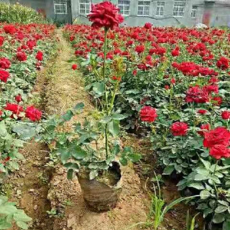 混色多色月季花批发  微型月季化供应商  河南大月季花批发