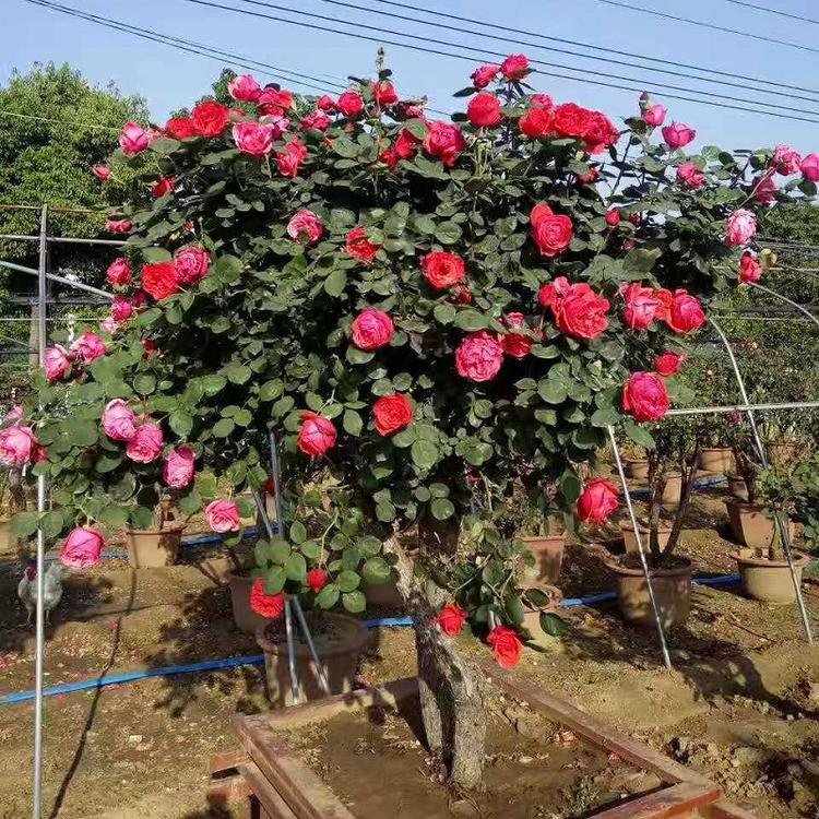山东观赏月季  香水月季批发  状花月季价格