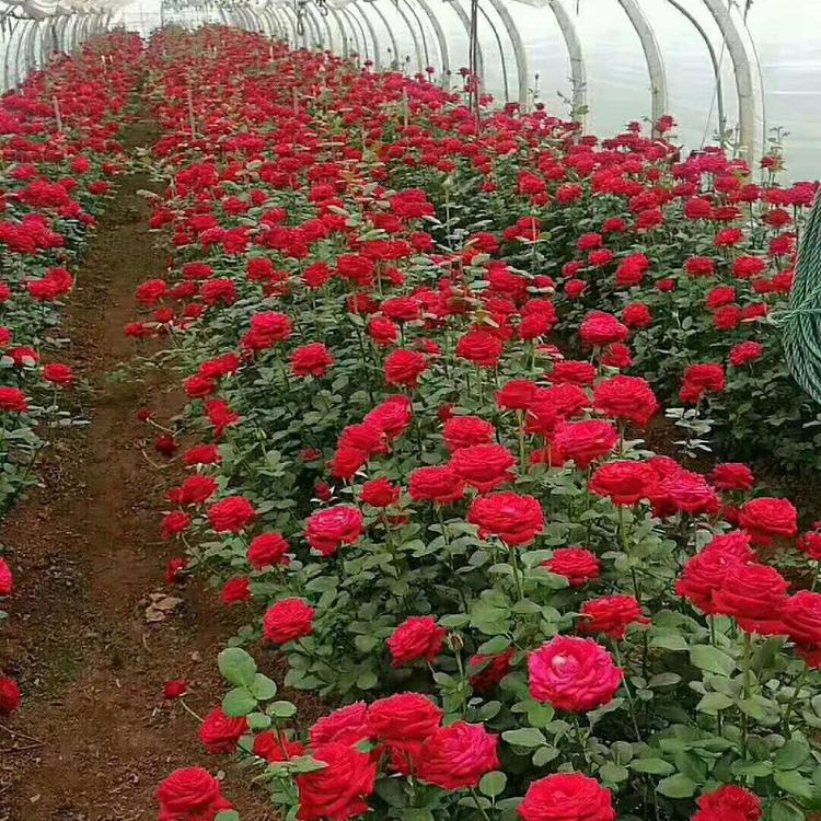 山东大花香水月季种植基地  香水月季价格  大花月季批发商