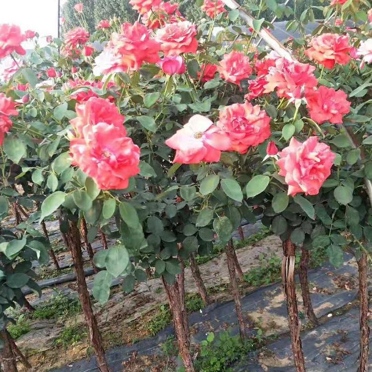 庭院观赏大花月季批发商  月季品种多色大花月季价格