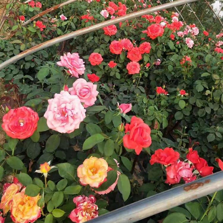 花坛观赏多色大花月季  卡罗拉月季批发  苗圃供应一手货源