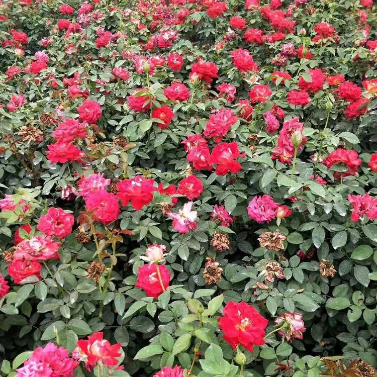 顺和基地直销多色大花月季  花卉大花月季苗批发