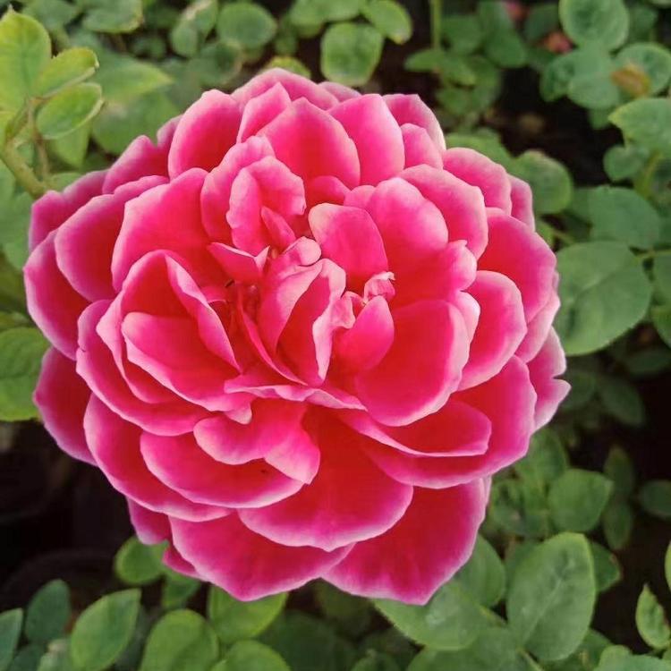 月月红  月月花  四季花  胜春  大花香水月季
