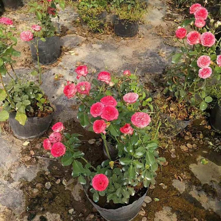 花坛用混色大花月季批发  花色艳丽大花月季价格