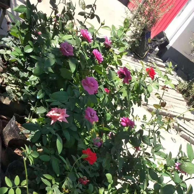 顺和花海景观批发多色大花月季  大花月季蔷薇 基地现货直供