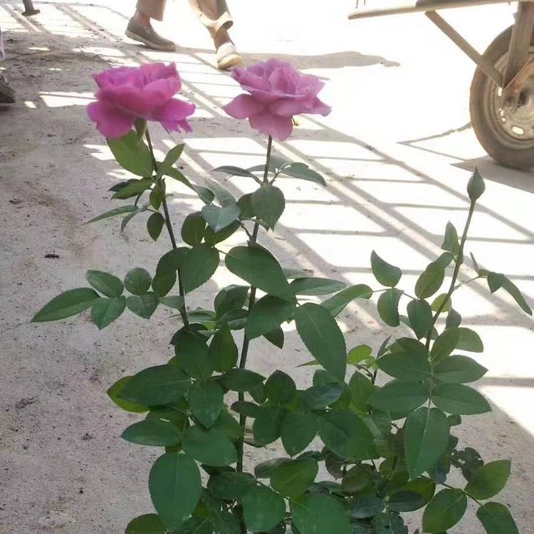 阳台切花月季批发  浪漫大花月季  四季开花大花月季