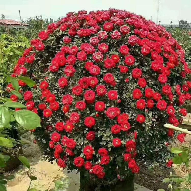 山东月季花批发商  基地直供月季花  大花月季