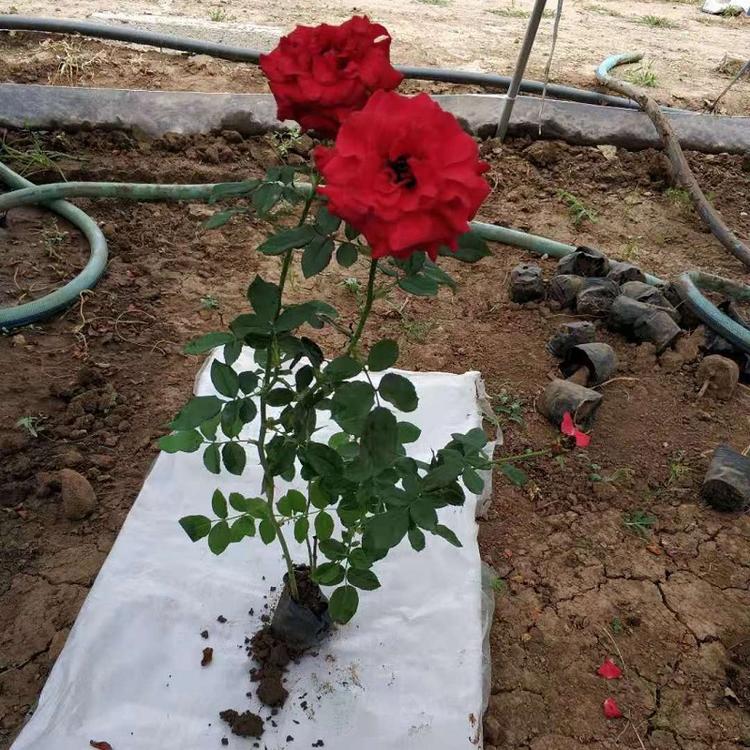 顺和花卉批发供应多色大花月季  多季开花大花月季