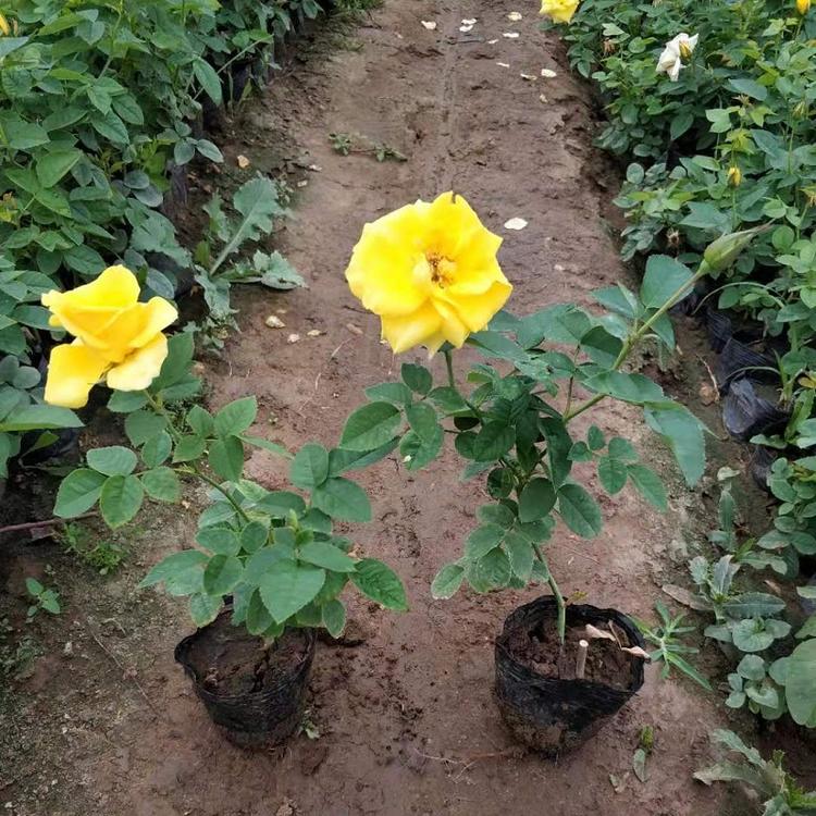 山东金凤凰月季批发基地  金凤凰月季种植基地批发