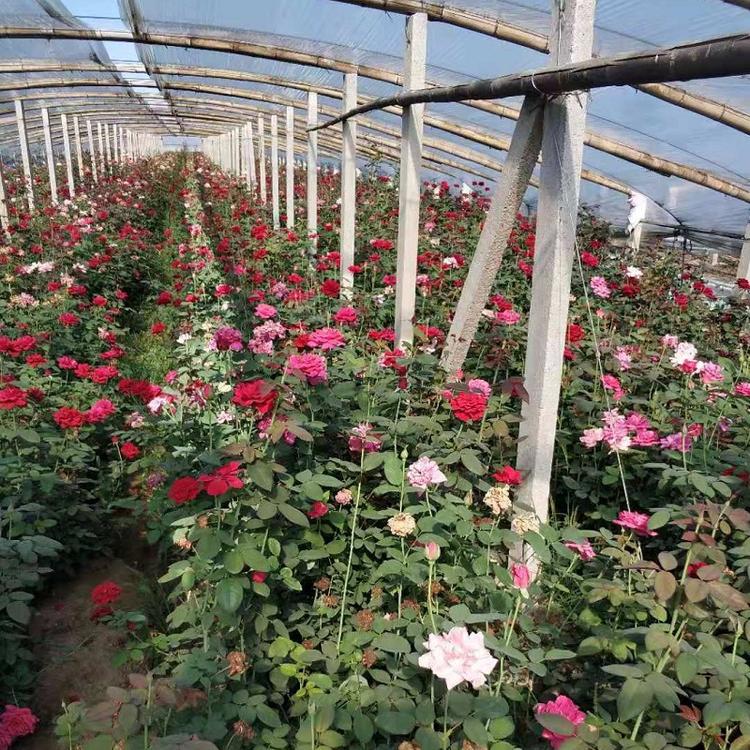 供应多年生大花月季  红宝石月季  供应红色大花月季
