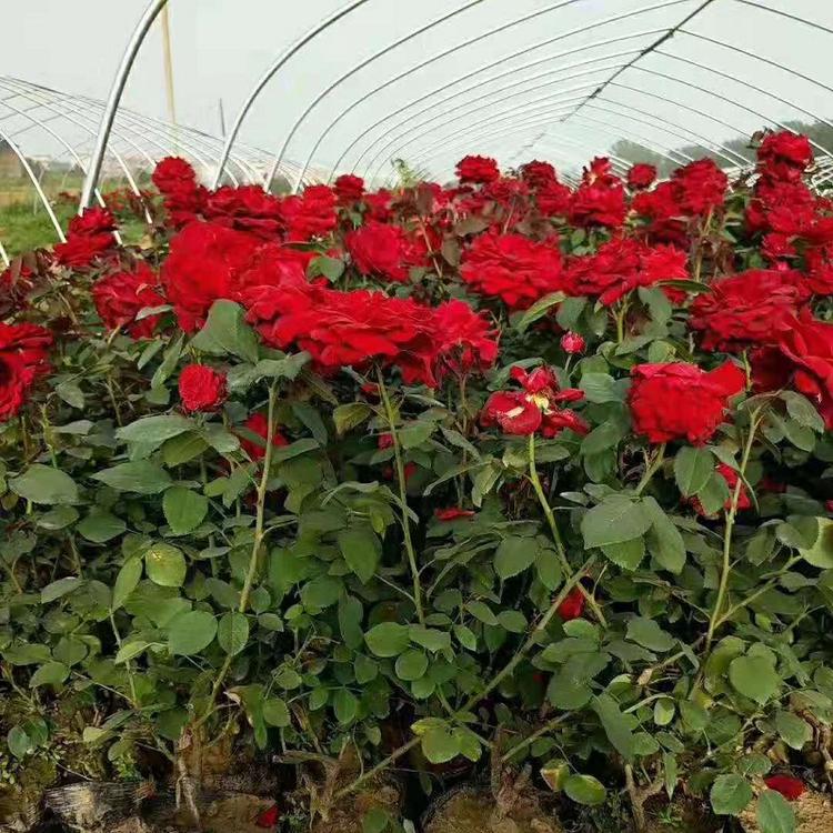 多色混色大花月季批发  多色大花月季价格混色大花月季培育基地