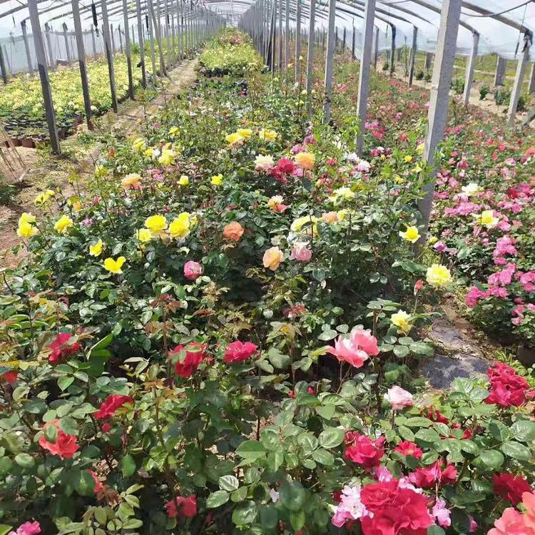 山东大花月季种植基地  大花月季报价  大花月季供应商
