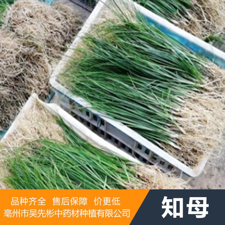 批发知母苗 知母苗现订现挖保证成活率 产地批发供应中价格低