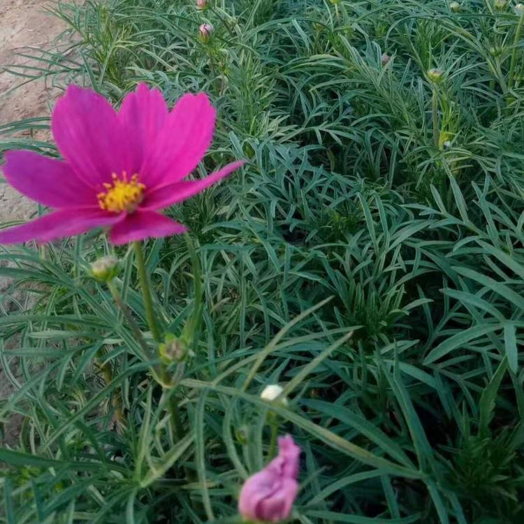 山东波斯菊种植基地大量优质波斯菊基地价格