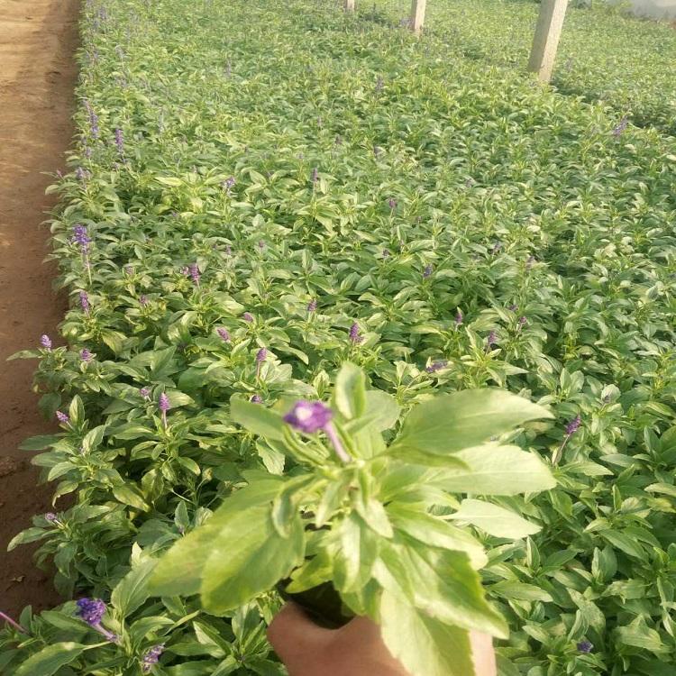 山东鼠尾草  鼠尾草报价  鼠尾草种植基地