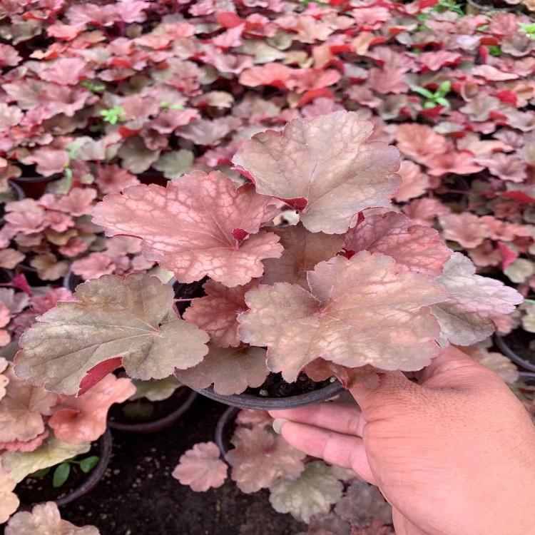 矾根  矾根供应商  大量供应花卉