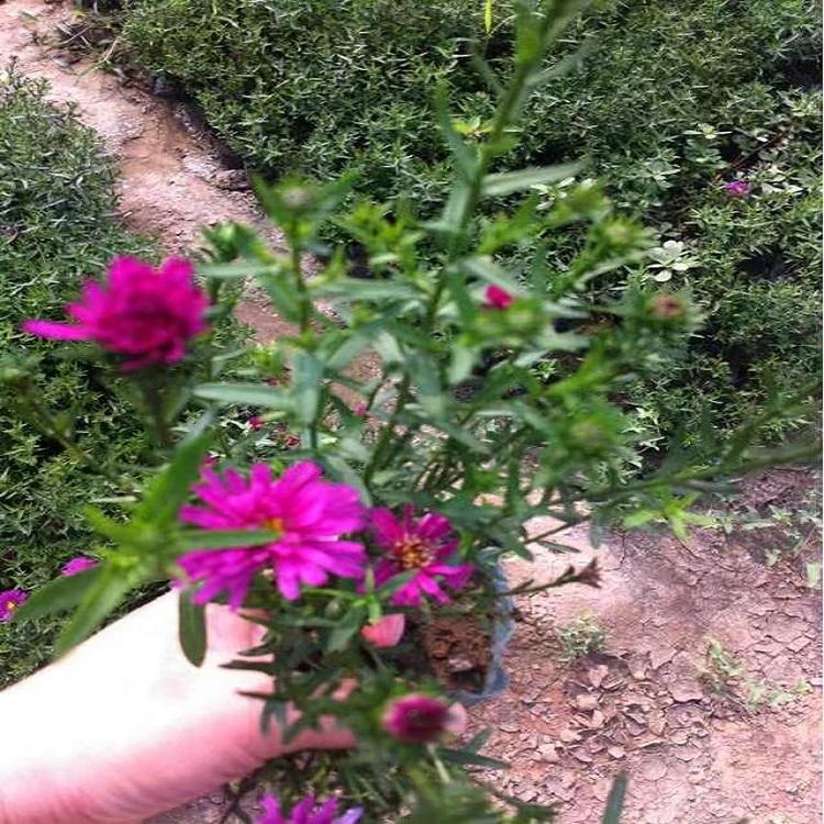 荷兰菊 荷兰菊批发价格  绿化荷兰菊