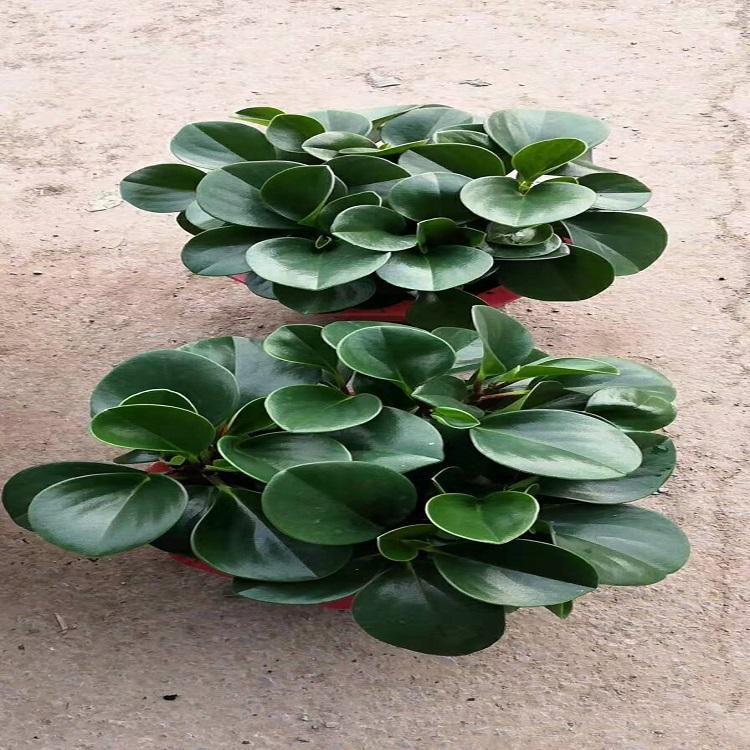 碧玉种植基地  宿根草花供应  山东碧玉批发价格