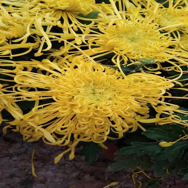松青 种植大菊花  大菊花基地