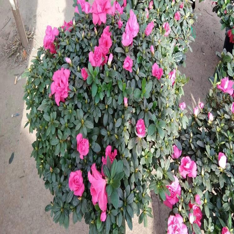 杜鹃花报价  杜鹃花基地 山东杜鹃花