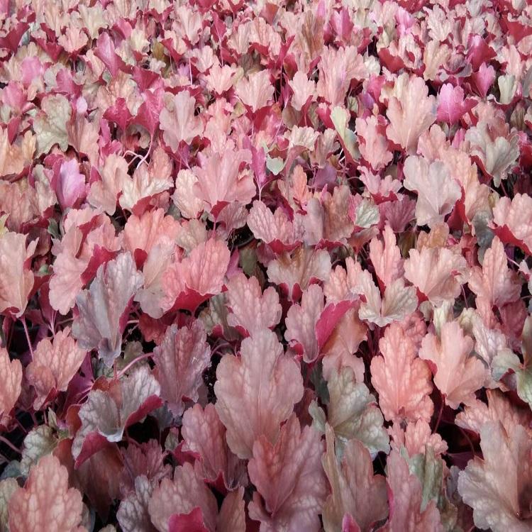 矾根批发价格  矾根种植基地