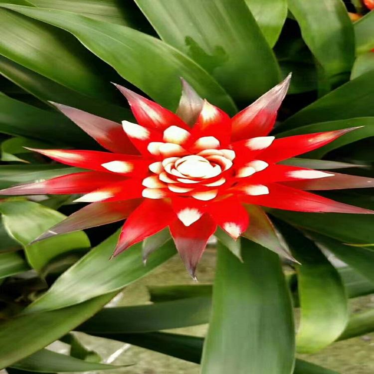 供应凤梨花  凤梨花种植基地