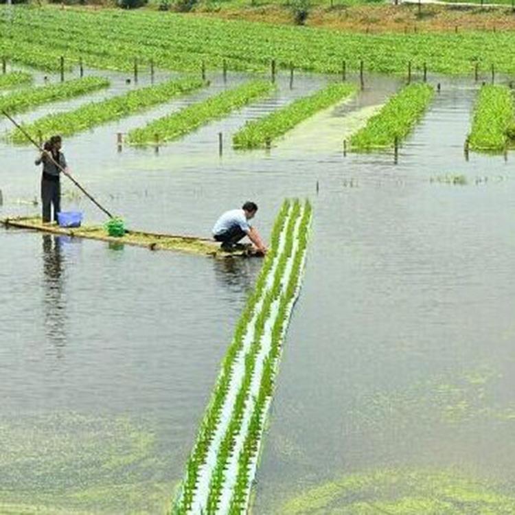 PE泡棉水上种植浮板  蔬菜泡沫板打孔种菜 种菜泡棉