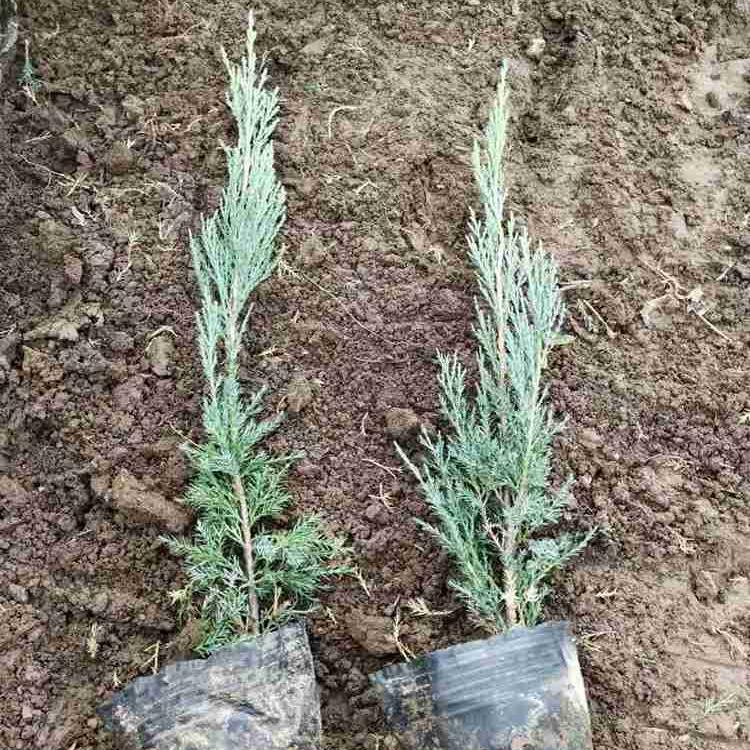临朐沙地柏种植场 沙地柏苗木批发 价格优惠 品相好
