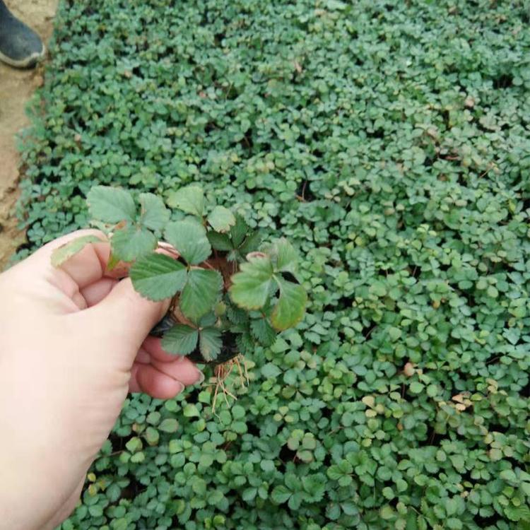 蛇莓种植基地 凯洋培育蛇莓苗 批发蛇莓小苗