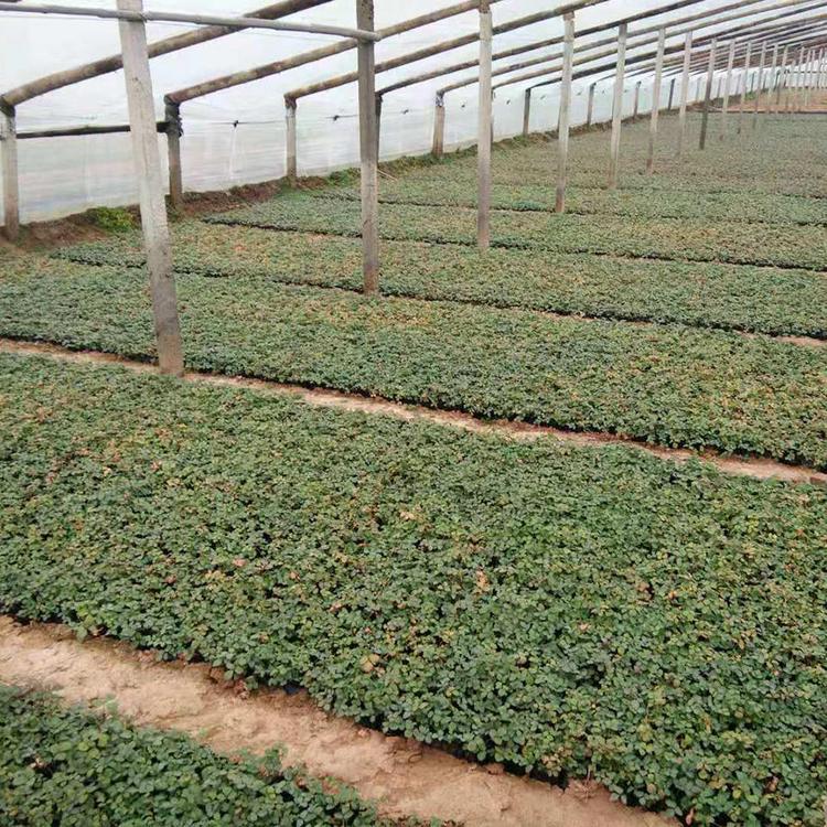 蛇莓苗直供 小皮桶蛇莓培育基地