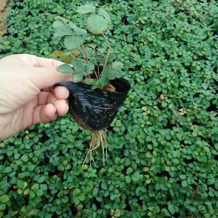 草本蛇莓 多年生蛇莓价格 凯洋直供