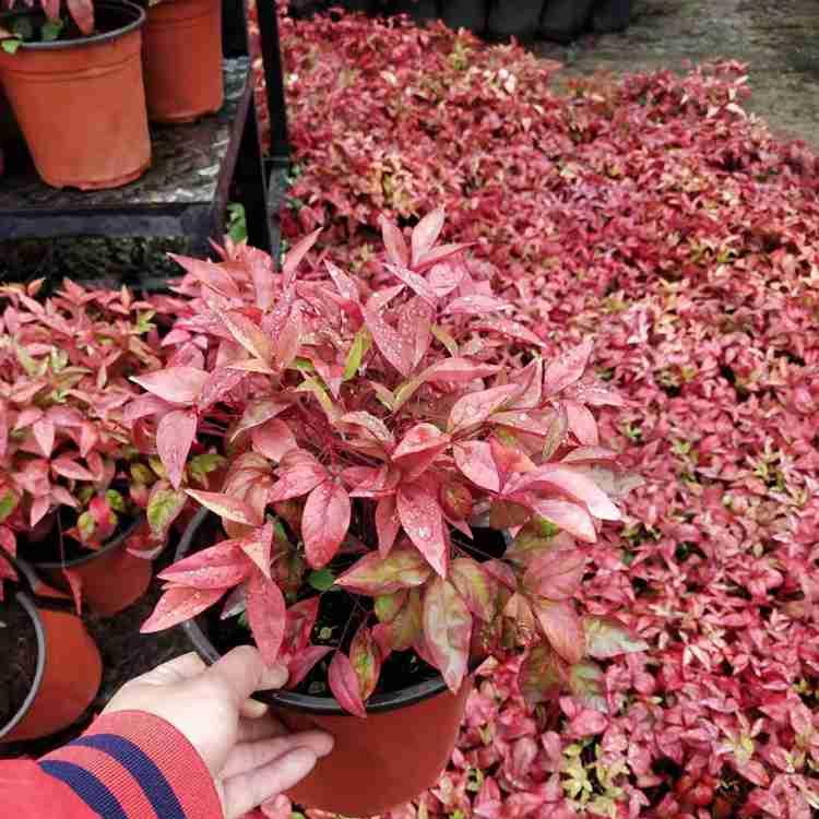 林博园林批发火焰南天竹 火焰南天竹价格 苗圃直销 价格优惠