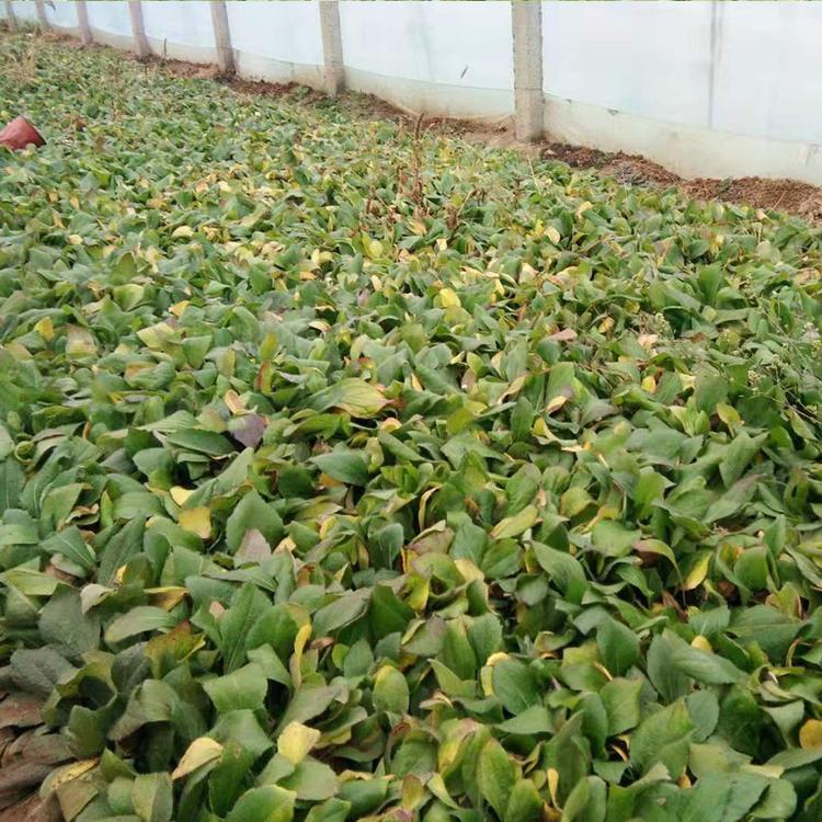 黑心菊批发价格 山东黑心菊小苗培育基地【凯洋】