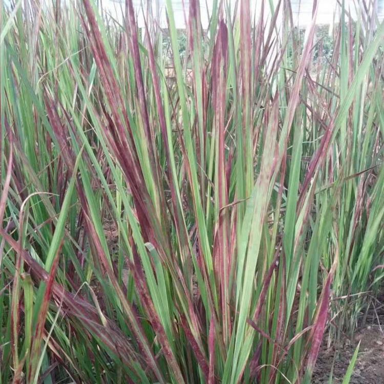 日本血草 血草基地 血草批发 血草哪里有 血草哪里好  日本血草基地 血草批发价 伟达花卉