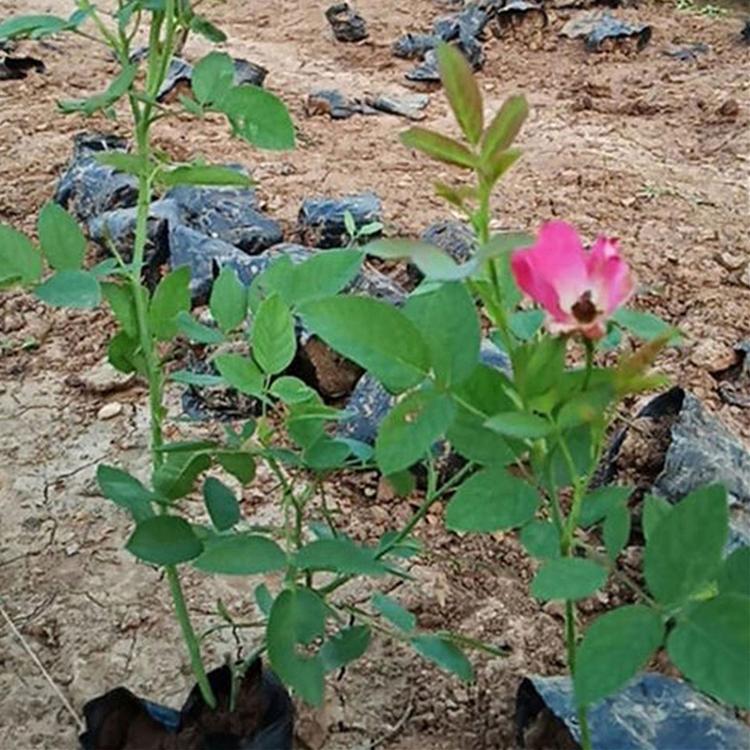 丰花月季批发 丰花月季价格  丰花月季种植基地 蓝溪
