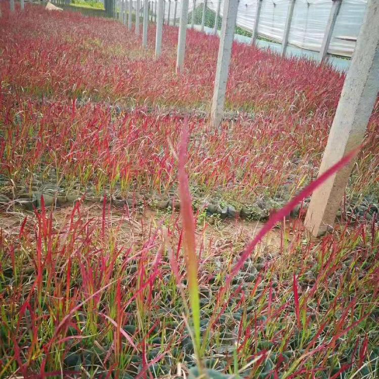基地大量供应日本血草-日本血草批发价格