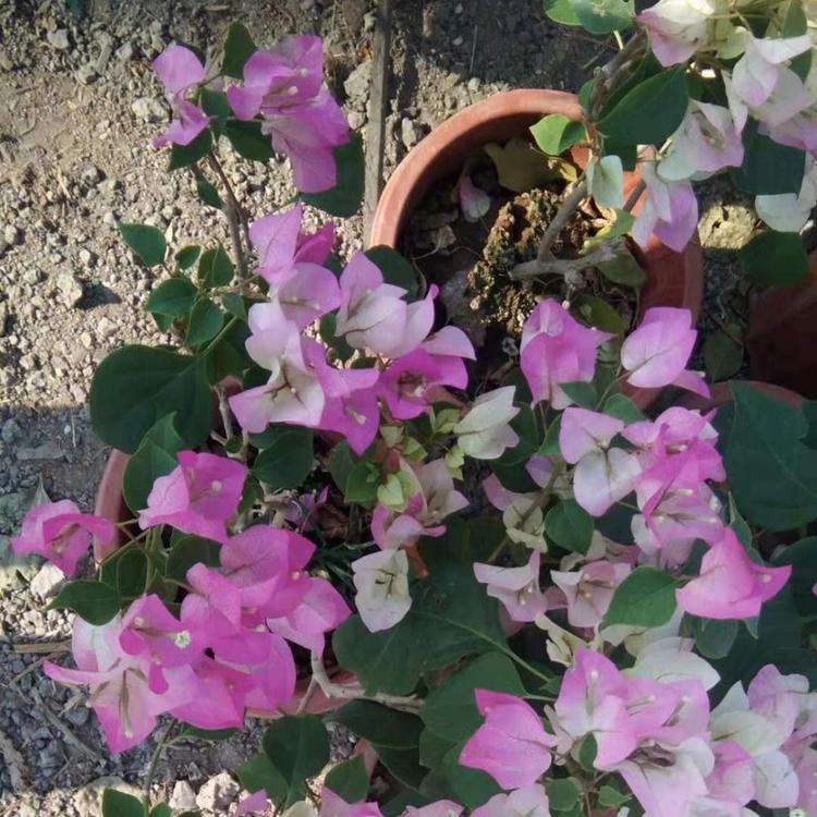 三角梅批发价格  三角梅种植基地  山东三角梅价格