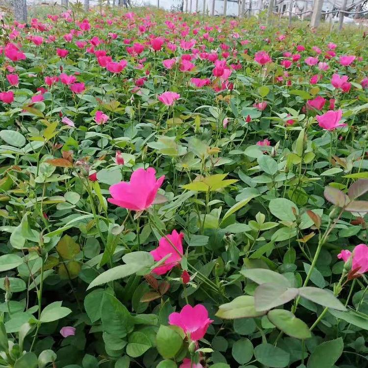 聚花月季  丰花月季基地  丰花月季价格  丰花月季批发