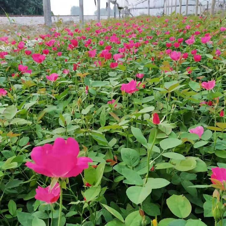 山东月季批发商  丰花月季  大花月季  月季种植基地