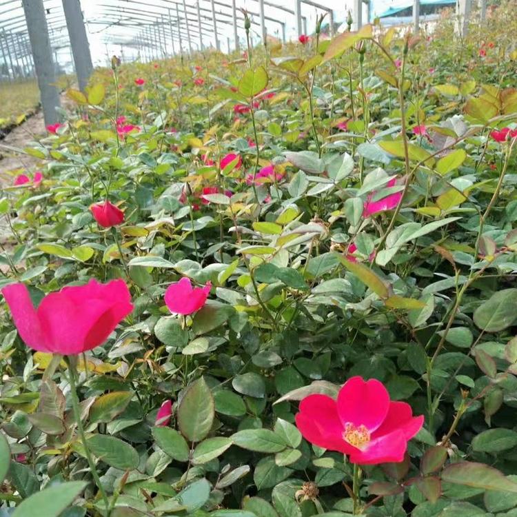 丰花月季  聚花月季批发  丰花月季价格  北京红帽子基地