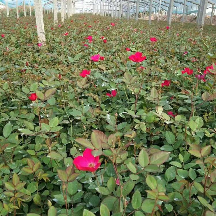 盆栽丰花月季批发  弥河丰花月季基地一手货源