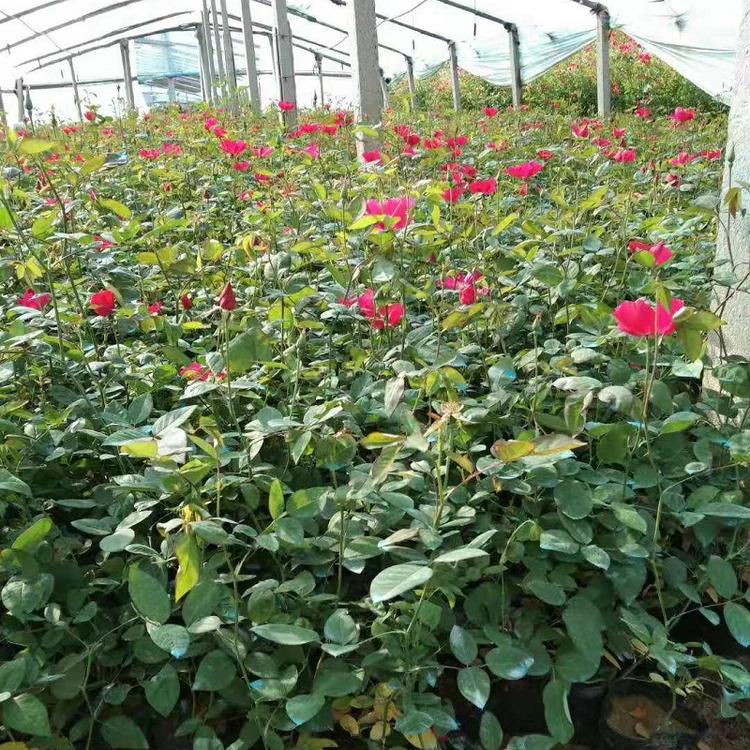 供应批发工程绿化月季苗丰花月季  丰花月季批发价格
