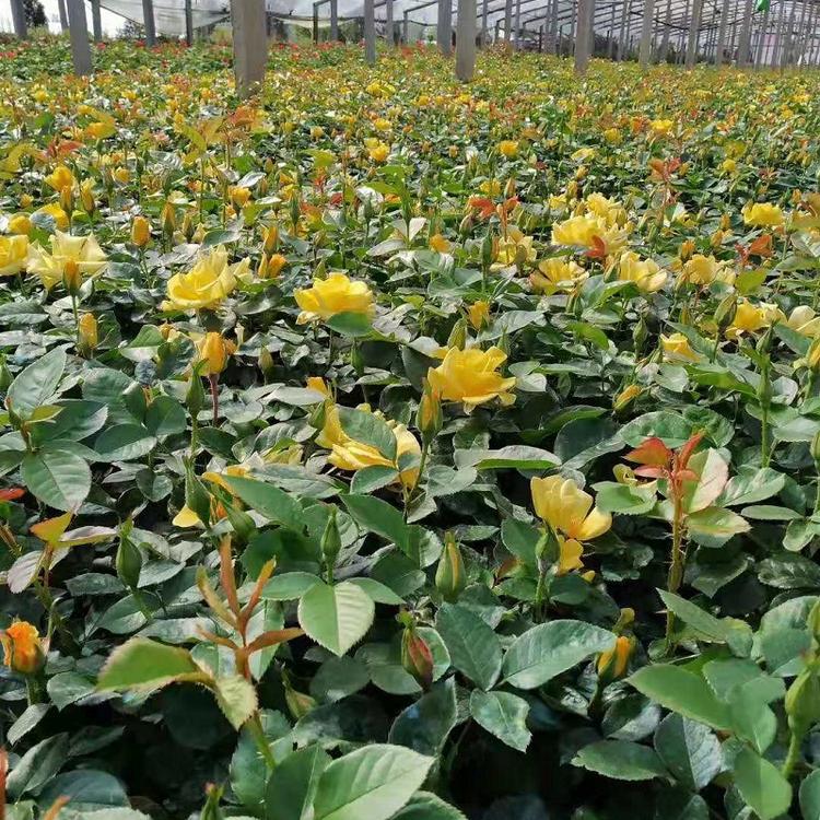 大量批发丰花月季  月季种植基地丰花月季价格