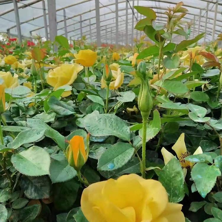 丰花月季苗  花坛用丰花月季批发  基地直销丰花月季一手货源