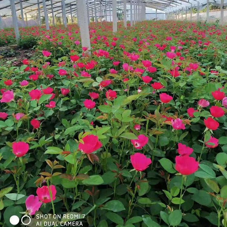 青州丰花月季批发  山东丰花月季  聚花月季供应商