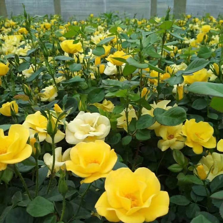 丰花月季报价  丰花月季种植基地  供应丰花月季