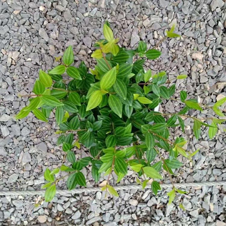 钻石翡翠批发价格  钻石翡翠种植基地  供应白脉椒草
