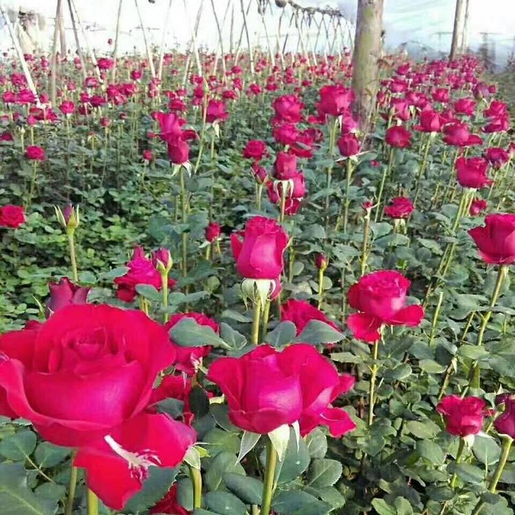 月季花基地直销  北京红帽子月季  丰花月季盆栽  丰花月季