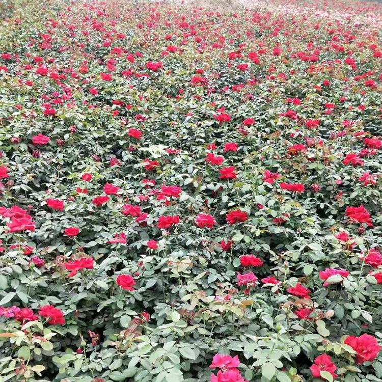 大型红帽子月季种植基地  红帽子月季批发盆栽杯苗